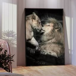 Quadro Decorativo Casal de Leões Fotografia Com Fundo Preto