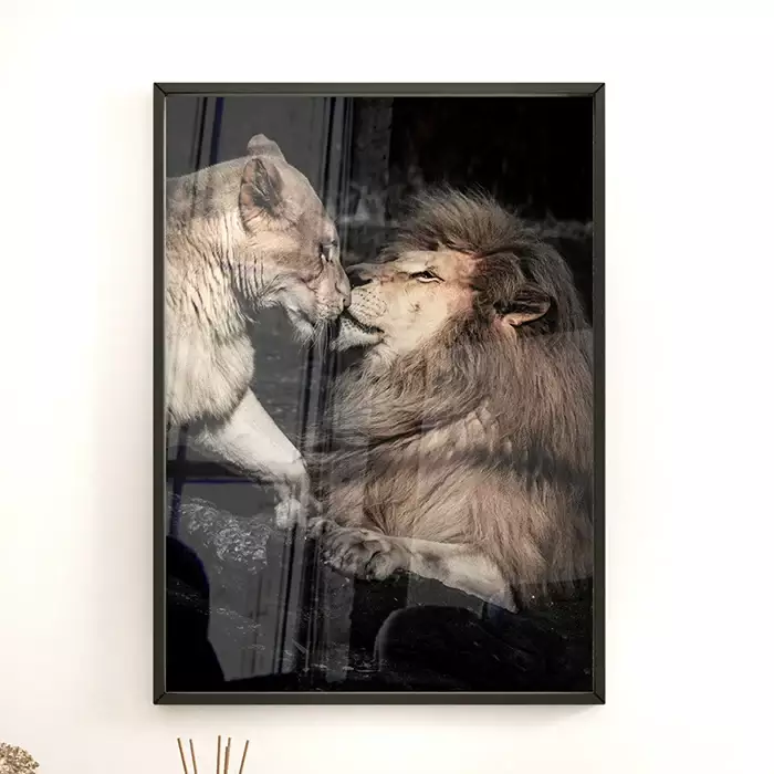 Quadro Decorativo Casal de Leões Fotografia Com Fundo Preto