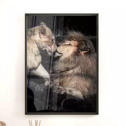 Quadro Decorativo Casal de Leões Fotografia Com Fundo Preto